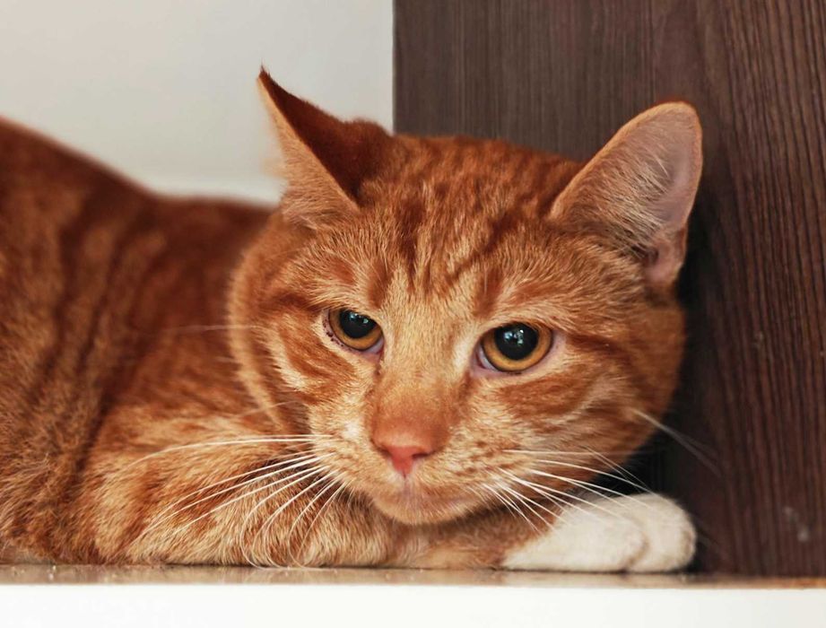 Тендітний рудий Котик Жульєн (1р) дуже потребує люблячої родини!