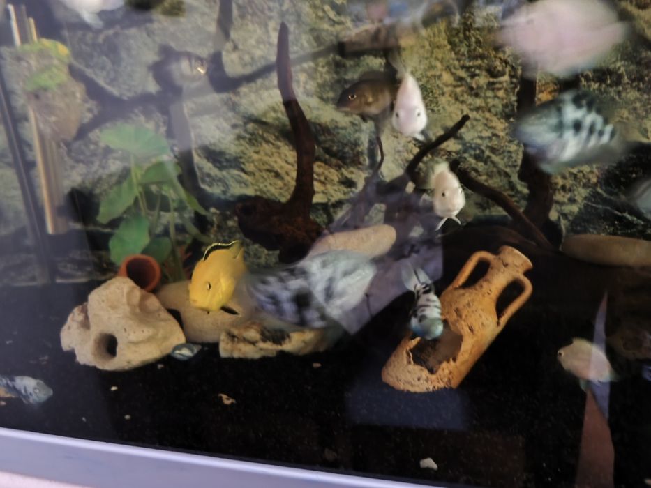 Peixe papagaio blue sapphire