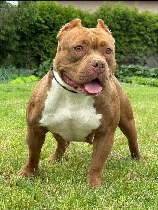 American Bully Pocket ABKC