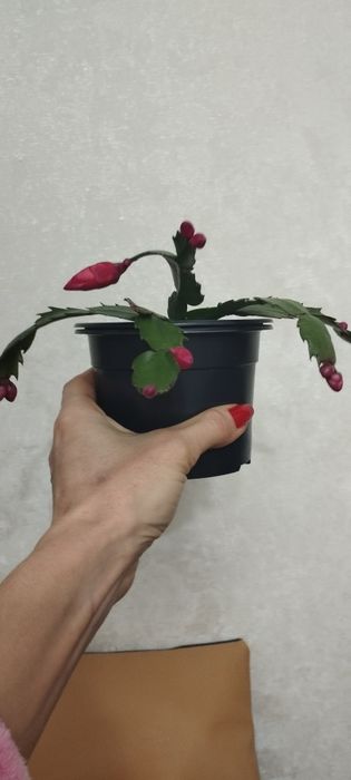 Шлюмбергера з бутонами червона