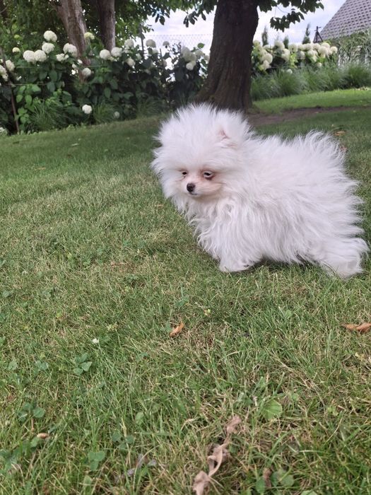 Szpic miniaturowy pomeranian