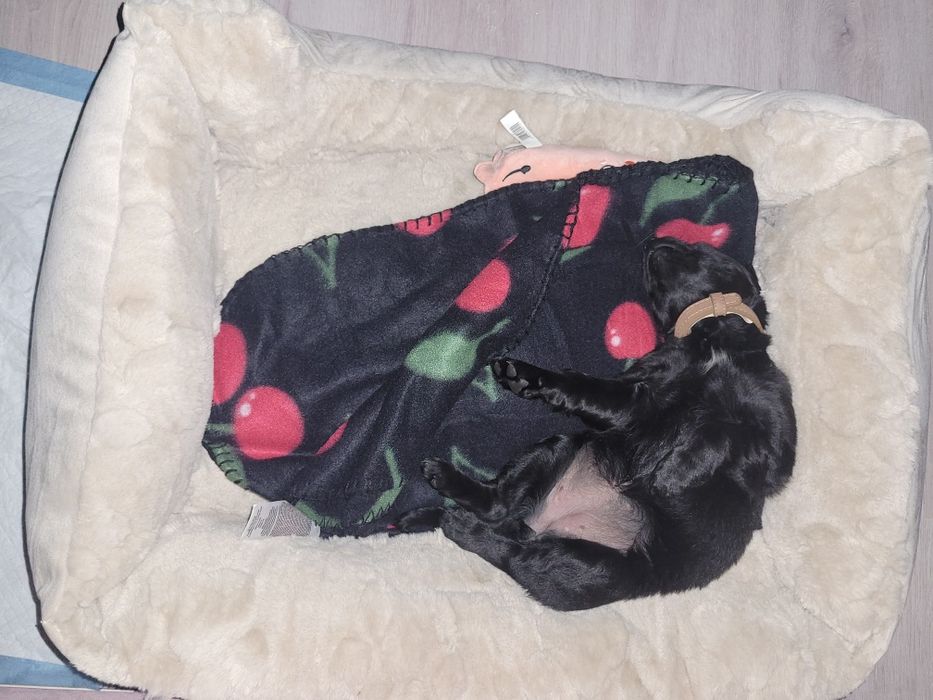 Piesek w dobre ręce