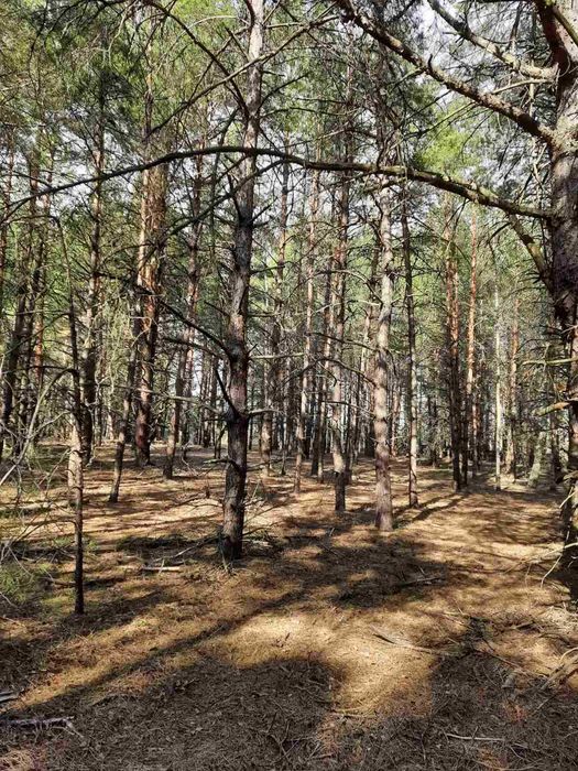 Лісовичі( Вишгородський ) 3 га, ОСГ з лісом. Супермісце!