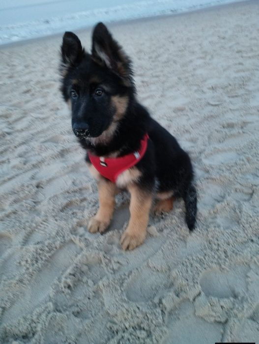 Owczarek niemiecki długowłosy