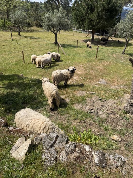 valais blacknose