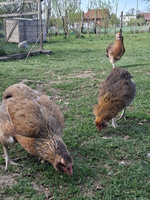 Araukana bezogonasta jaja lęgowe