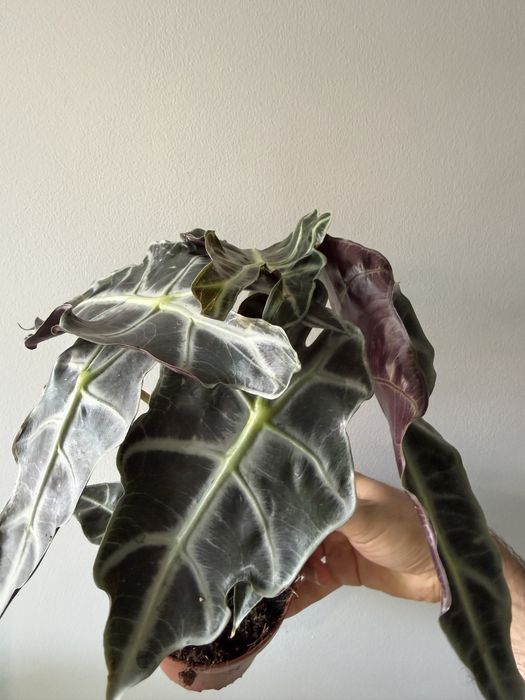 Alocasia amazonica