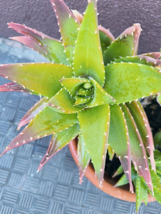 Suculenta. Cacto brevifolia. Planta medicinal. Família espécie Aloe Vera.