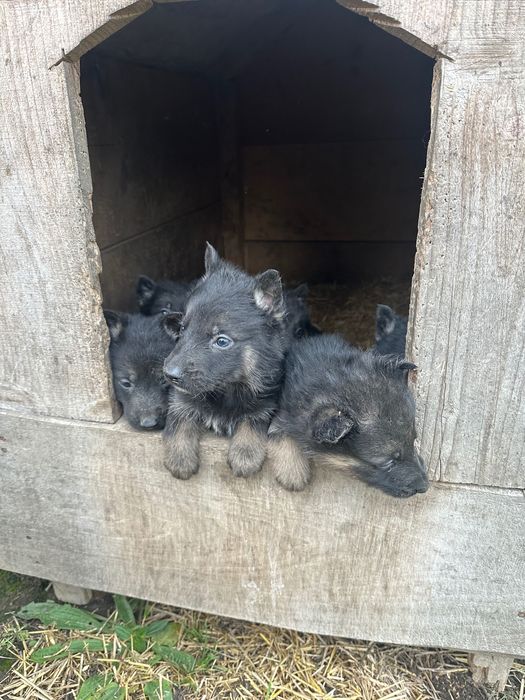 Німецька вівчарка
