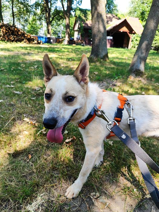 Olaf- mały zwinny psiak do adopcji