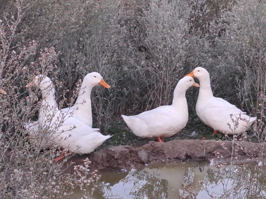 Patos pequim adultos