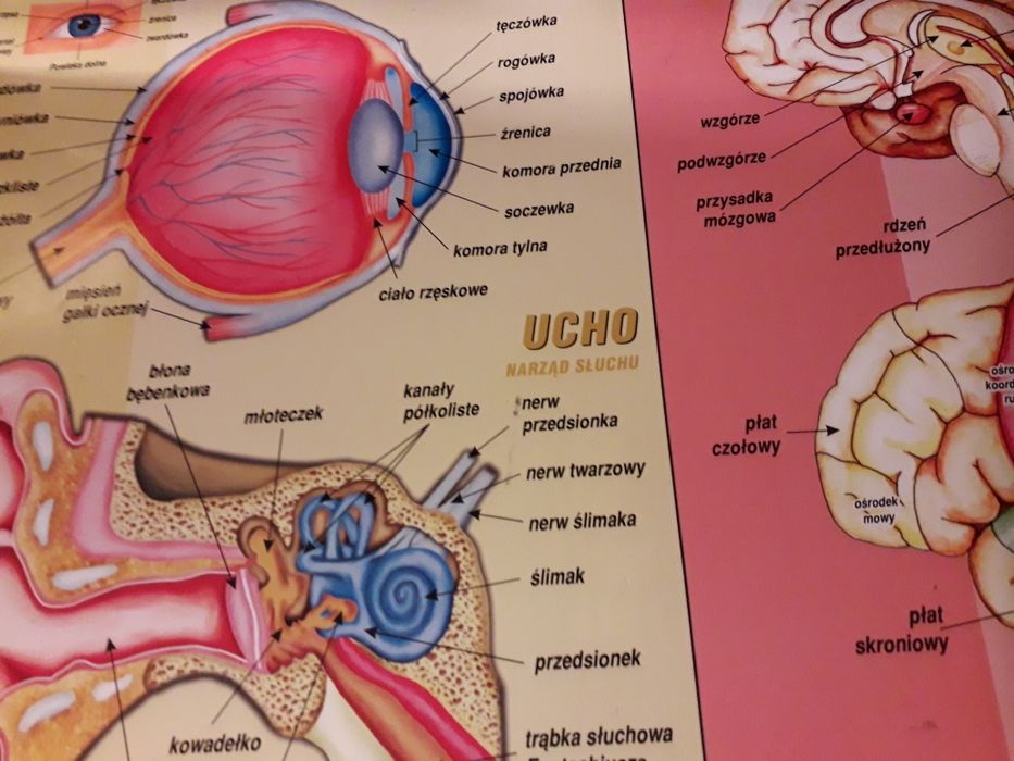 Notatki z anatomii na studia