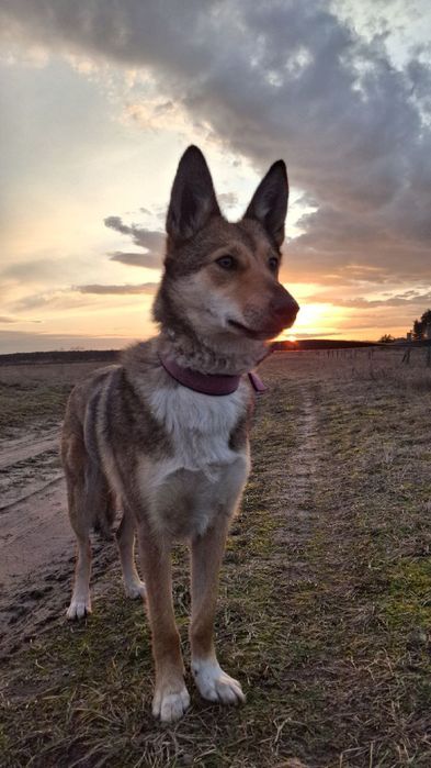 Віддам молоду стерилізовану собаку