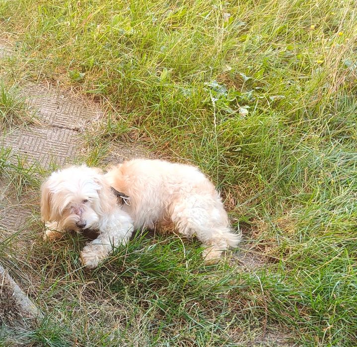 Oddam pieska maltipoo