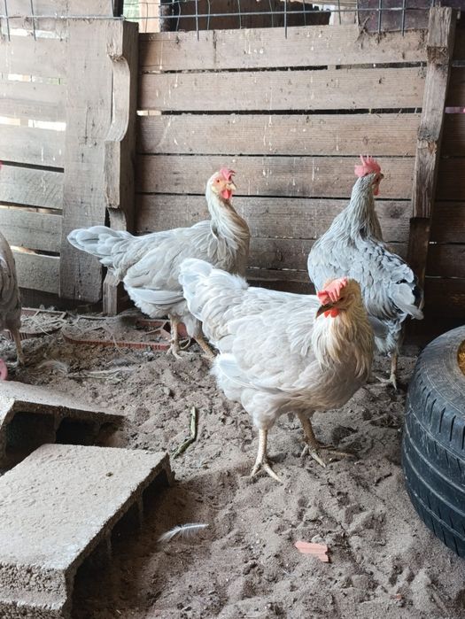 Vendo trio de galinhas leghorn Isabel.