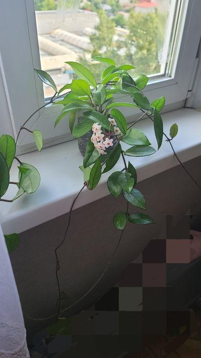Цветущая хойя комнатная