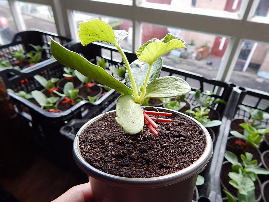 Подвой для выращивания дыни, арбуза, огурца. Универсальный подвой, арб