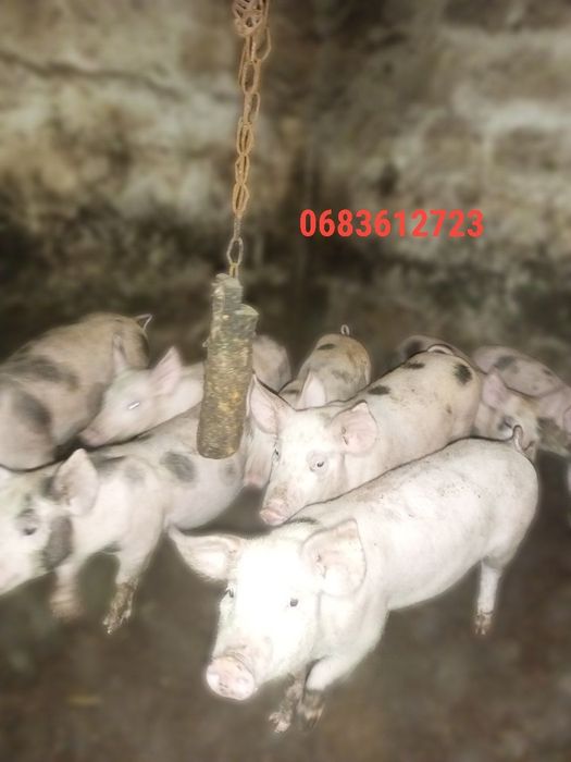 продам поросят .