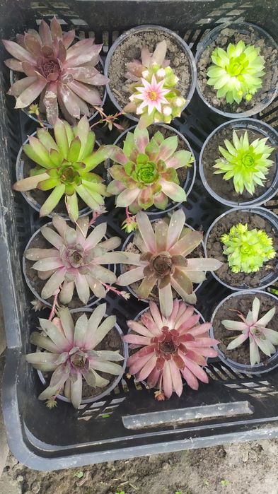 Продам молодила для гірок