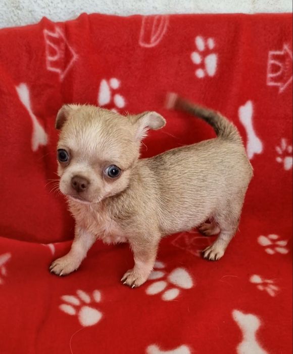 Menino chihuahua