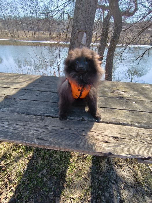 Хлопчик померанський шпіц 5 місяців.