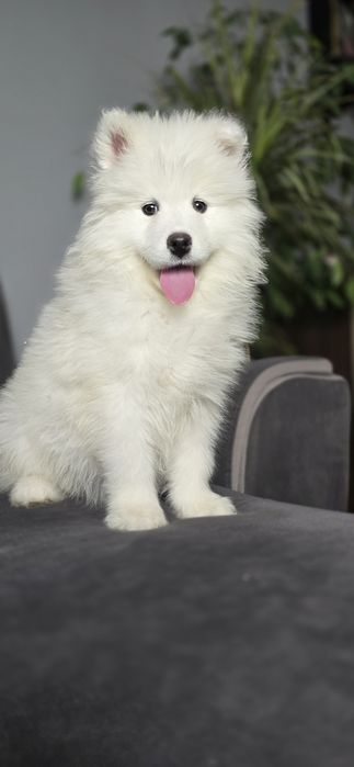 Samoyed wyjątkowy chlopiec