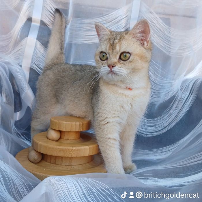 Кошеня в окрасі золота
