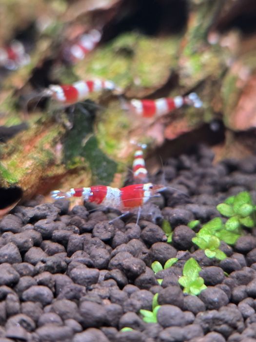 Krewetki akwariowe Crystal Red - Caridina
