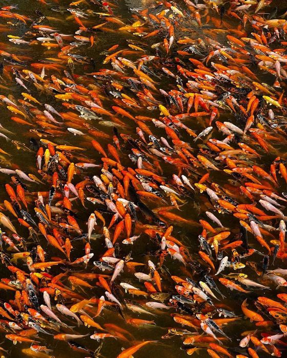 Ryby narybek Jesiotr Albinos Lin Karp koi Amur Karaś koi Karp Tołpyga