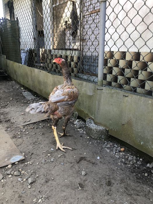 Ovos e pintos de indios gigante