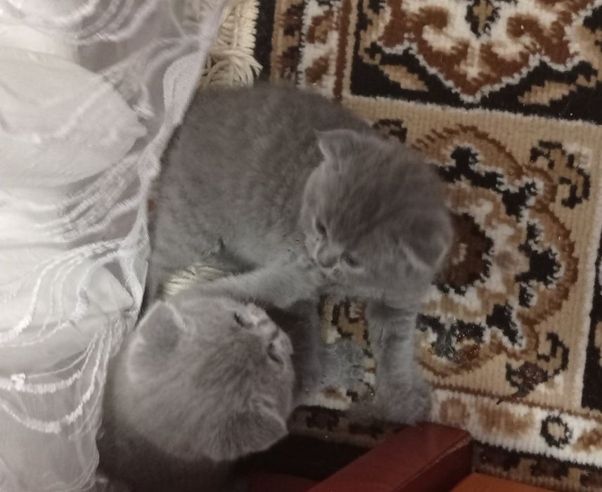 Продам кошенята Шотландців