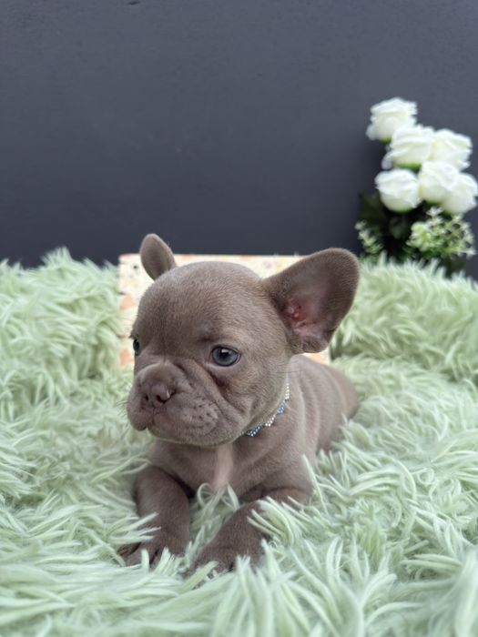 Menino buldog frances lilac