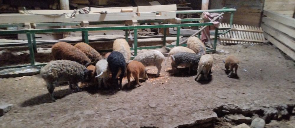 Свині. Поросята. Мангал.