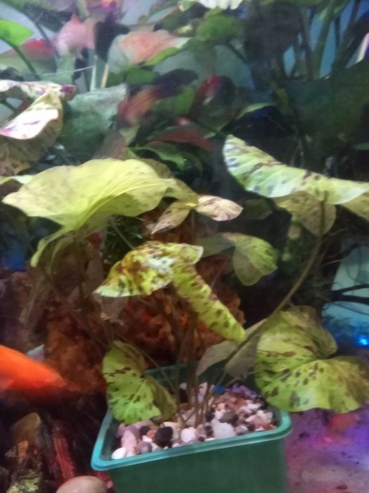 Roślinki lotos zielony