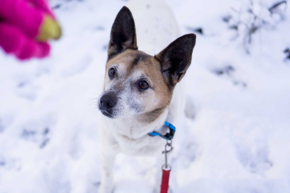 10 letni Remik  - adoptuj go!