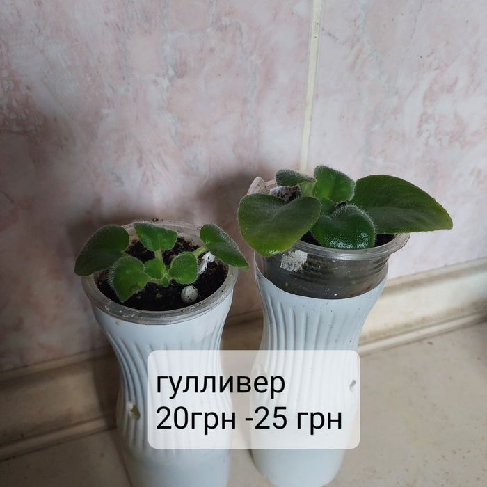Не дорого: детки и взрослые цветущие фиалки