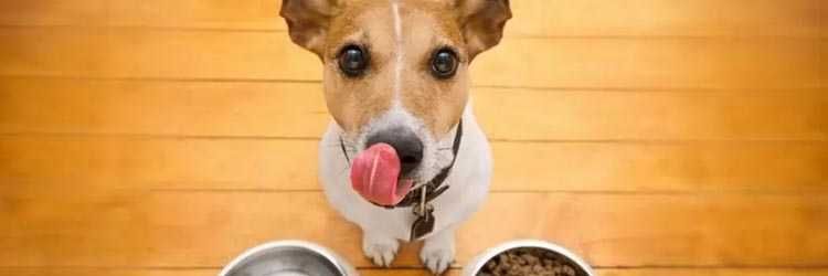 лакомство для собак рога оленя.(Свіжі)