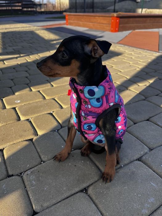 Продам жилетку на маленьку породу