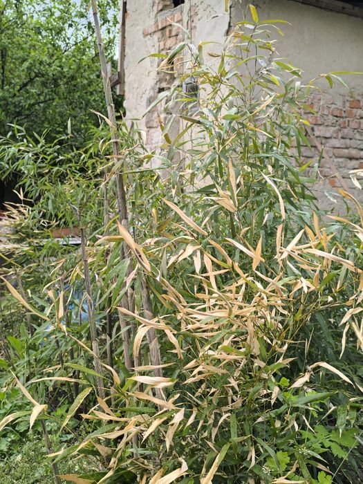 Бамбук філостахіс ауреліосульката