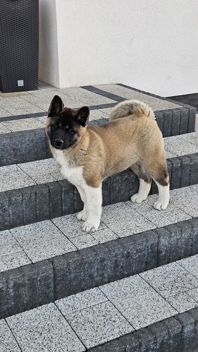 Akita Amerykańska Piesek
