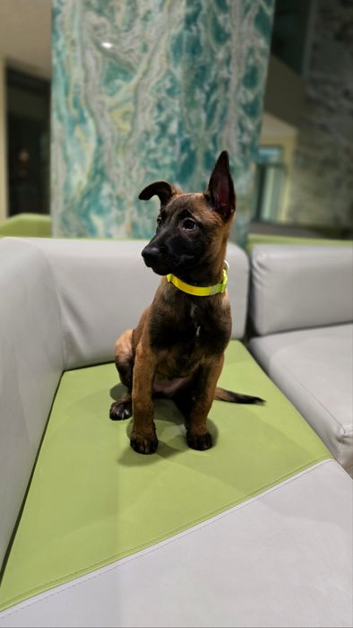 Цуценята Бельгійської вівчарки (діти Супер Гранд Чемпіона України))