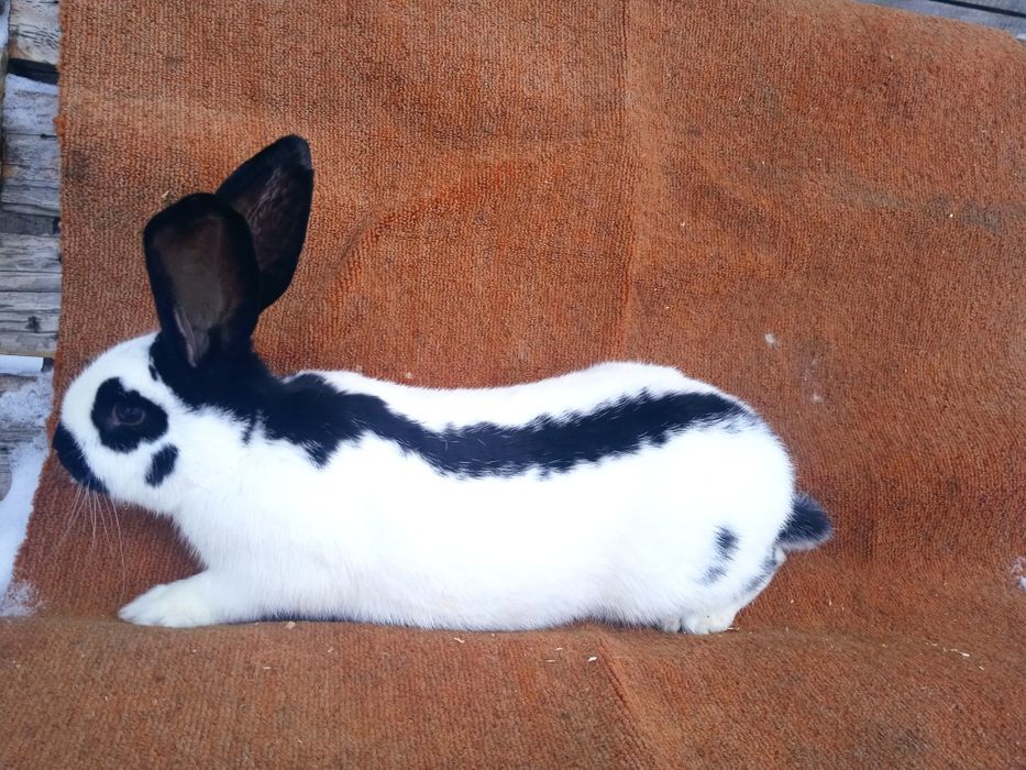 Кролі кроликів кролеків