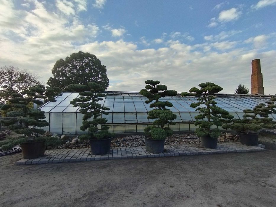 Bonsai Ogrodowe Jałowiec Produkcja własna Szkółka Zalasewo-Swarzędz