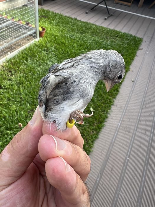 Canario espanhol miniatura