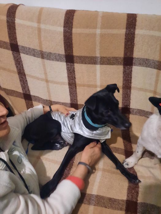 Сабаки отдам домашние