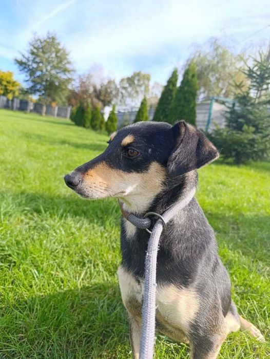 098628 NADZIEJA do adopcji