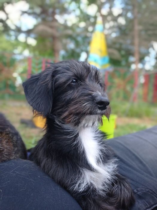 ZAGINĘŁA malutka suczka!