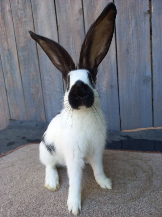 Німецький строкач