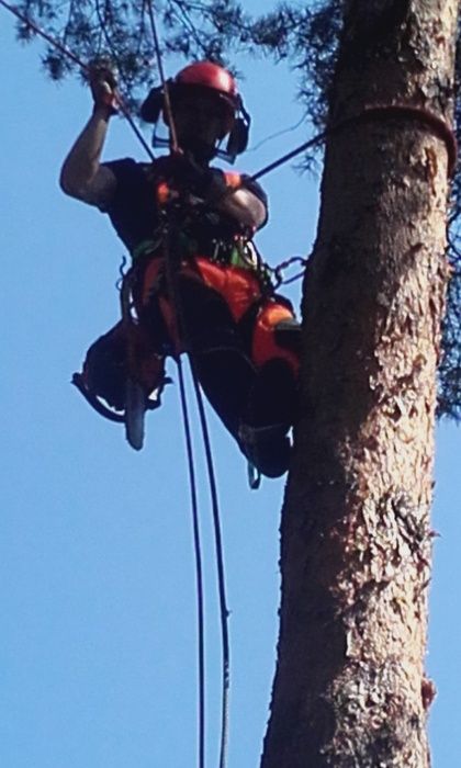 Drzewo drewno kominkowe , opałowe Pabianice Łódź Zgierz Konstantynów