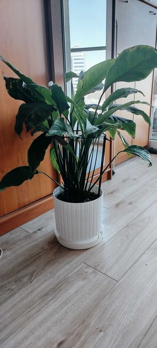 Skrzydłokwiat kwitnący na biało